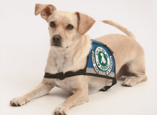 Emotional Support Animals Endanger People and Make Life Harder for People Who Need Service Dogs