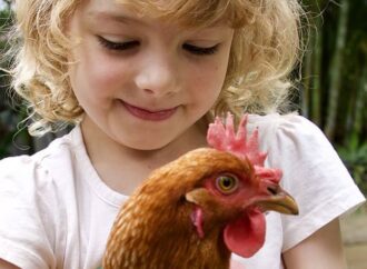Beyond Raising Chickens: Survival Techniques You Should Try