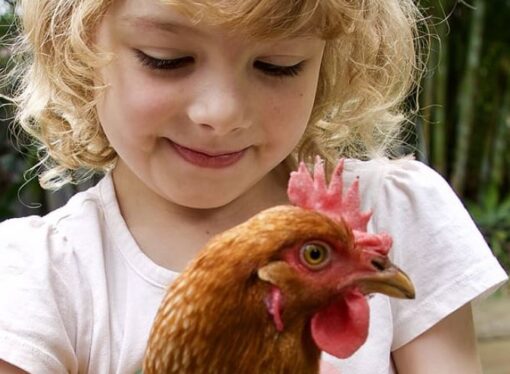 Beyond Raising Chickens: Survival Techniques You Should Try