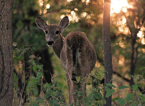 The Three-Footed Deer: An American Metaphor