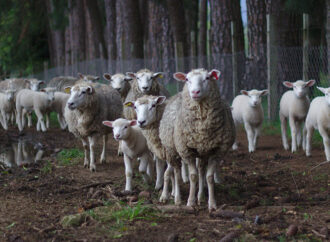 We the Sheeple of the United States