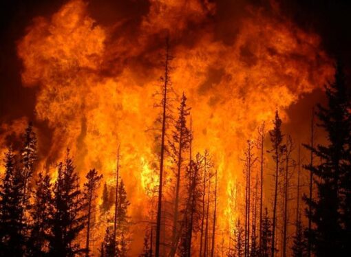 Climate Change or Bad Forest Management?