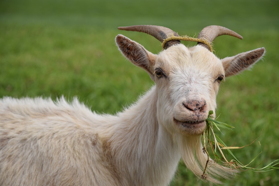 Goats Are Doing Our Job, Says Union