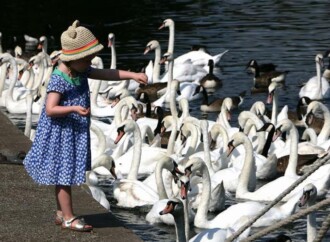 A Decline in Reading Skills Makes Geese for the Plucking