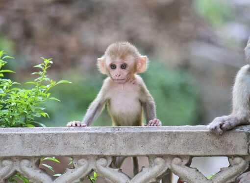 Monkeypox Was a Table-Top Simulation Only Last Year