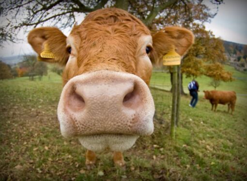 Destroying Food to Fight Climate Change Is Madness