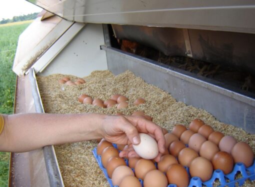 Down on the Farm With Inflation