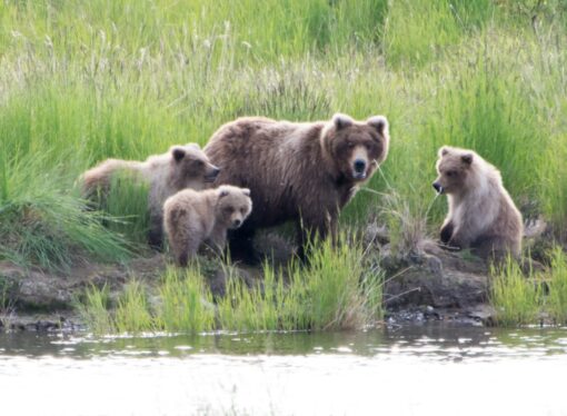 Beware Mama Bears