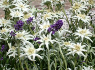 Let’s Sing “Edelweiss”