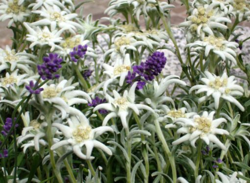 Let’s Sing “Edelweiss”