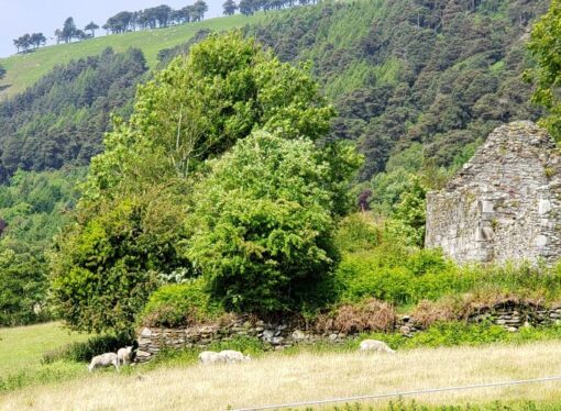 Family Farms and Faith: Lessons From Irish Culture