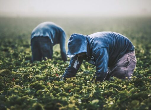 Is Illegal Immigration Creating a New Slave Caste?