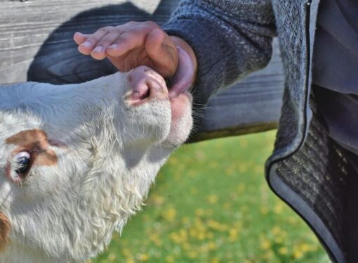 The Simple Joys of Keeping a Cow