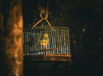 The Canary in the Coal Mine of Culture