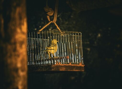 The Canary in the Coal Mine of Culture