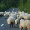 On the Thrill of Not Catching Sheep