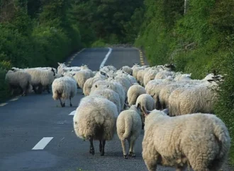 On the Thrill of Not Catching Sheep