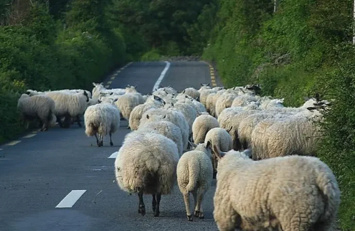 On the Thrill of Not Catching Sheep