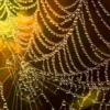Life and Death in the Web