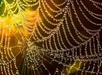Life and Death in the Web