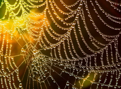 Life and Death in the Web