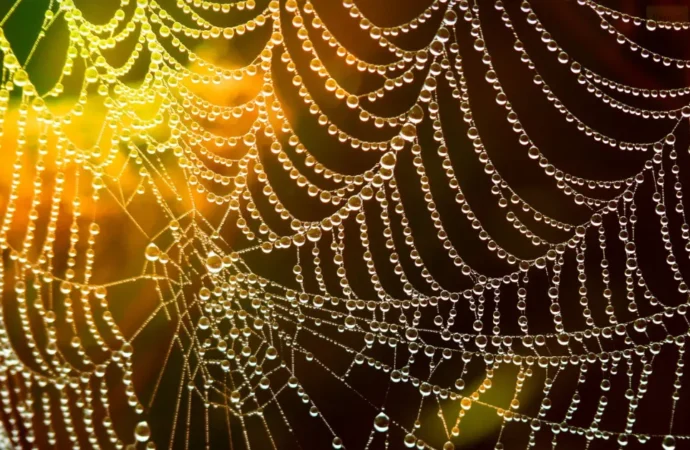 Life and Death in the Web