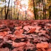 Making Time for Autumn Remembrance