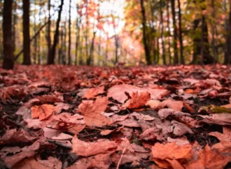 Making Time for Autumn Remembrance
