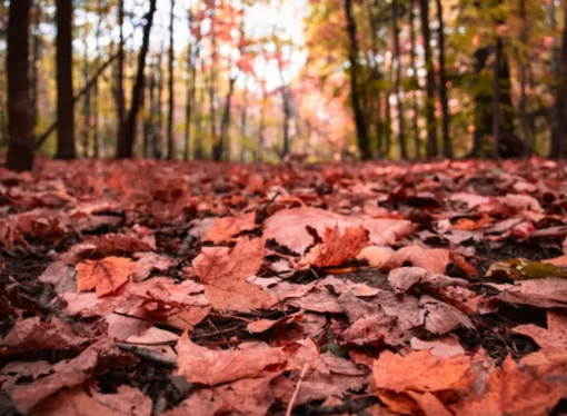 Making Time for Autumn Remembrance