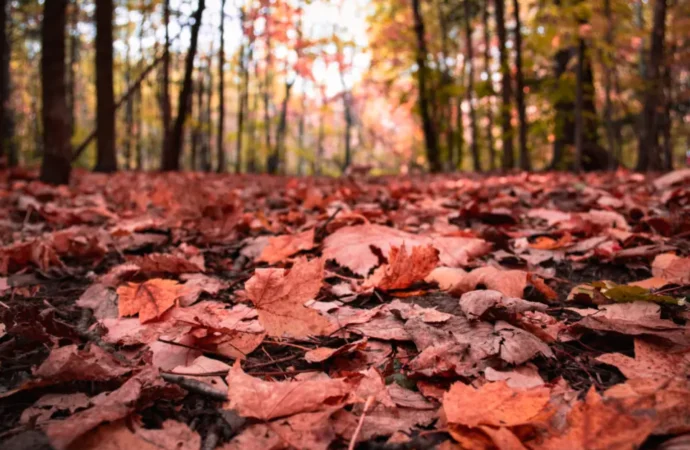 Making Time for Autumn Remembrance